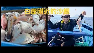 東龍島￼白崖￼釣￼沙鱲仔