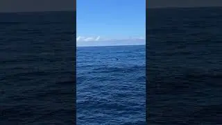 Whale watching in Australian East coast