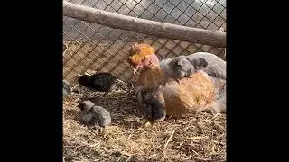 Adorable chick climbing on mom #chicken #chickencoop #backyardchickens #baby chicks