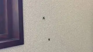 アダンソンハエトリ♂ vs チャスジハエトリ♀