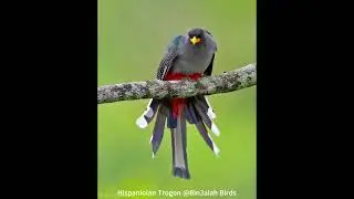 Hispaniolan Trogon @Bin3aiah Birds