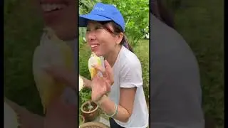 去朋友叔叔的＃果园，＃榴莲园#Makan_durian #吃榴莲，好吃#榴莲季节谢谢园主和家人，让我们品尝到这些新鲜出炉好吃的榴莲，也长知识了。