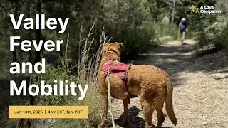 Mobility and Exercise for Valley Fever Dogs