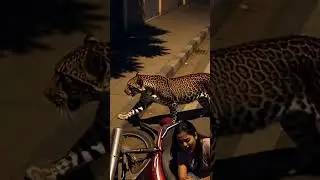 Leopard Attack on Man #leopard #leopardattack #shortvideo