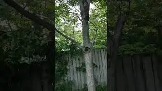 cat jumping from super high in tree
