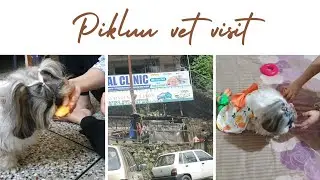 Routine Blood Test For Dogs // Vet Visit Vlog