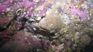 Fabulous shore dive at Rosehearty 10 March 2022 part 1