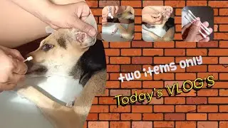 HOW TO CLEAN DOG EARS using 2 items only ! cotton & oil || Behave ang bibi ko #fyp
