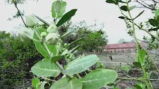 nature cinematography nature clip nature reels#naturecinematography#photoshootvlog #natureclip