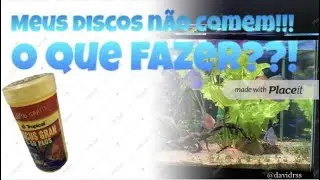 Como alimentar peixe Acar&aacute; Disco corretamente