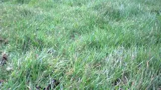 Watching Grass Grow