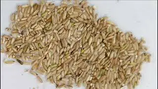 AMD Paddy Rice color sorter/sortex/sorting machine