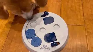 TRIXIE Flip Board Strategy Game, Intermediate Dog Puzzle Toy, Treat Puzzle, Interactive, Enrichment