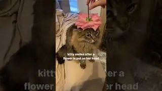 her smile is so wholesome  - - - - credit: ittykittybitty [tiktok] (dm for credit/removal) tags