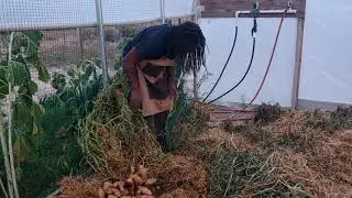 Black Wood Farm's 2021 Potato harvest.