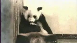 Lin Hui and cub