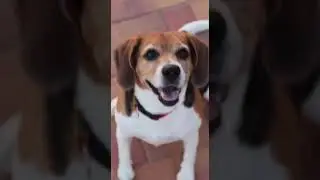 Pet Care Cup