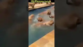 Volunteers ki birthday party #monkey #funny