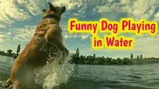 Funny Dog Playing in Water | Funny Dog Swimming