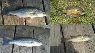 Pond Fishing Bass, Pumpkinseed, and Bluegill (Short)