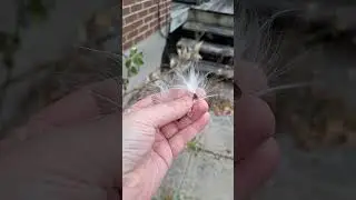 Common Milkweed Seed Saving #arcommunity #resilience #seedsaving