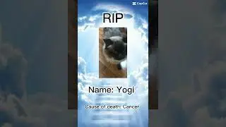Rip yogi :( Death date: Monday 8th july 2024
