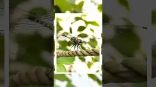 macro photography tricks using mobile #shorts #macrophotography #mobilephotography #phototech