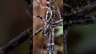 meet spiders with beautiful colors