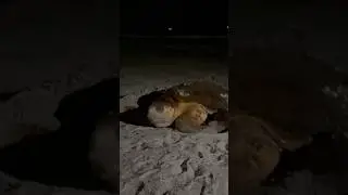 Loggerhead turtle laying eggs 🐢🥚 full story