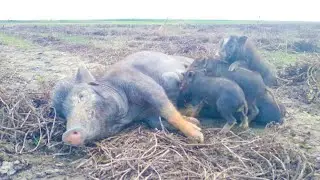 Amazing muda fata pig video.🌿🌿🌿village animal life.beautiful animals video 