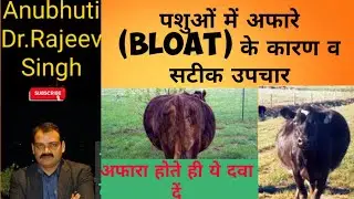 Bloat: पशुओं में अफारा -कारण और सटीक उपचार