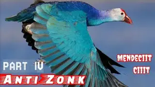 🔴Asli‼️Suara Pikat Burung Mandar Biru// Mandar Besar Jernih dan Sangat Ampuh