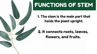 10 lines on functions of stem/10 functions of stem in english/about stem in english/stem function 