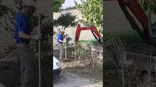 WorkingTheLand#short#asmr#satisfying#viral#trending#italy