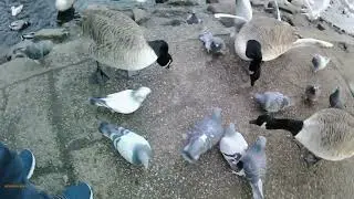 For Nature Nuts (Part 3)