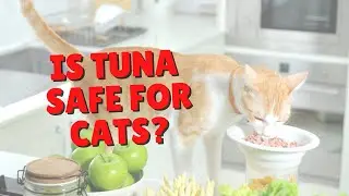 Can Cats Eat Tuna? | Two Crazy Cat Ladies