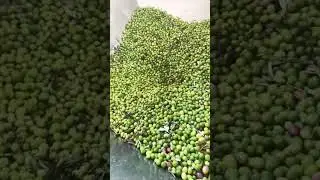 How to make olive oil?