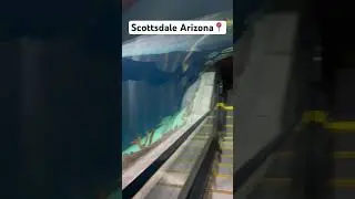 OdySea Scottsdale Arizona #explore #shorts #arizona #aquarium #fish #wildlife