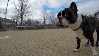 GoPro Karma Grip Test Footage in 4K While Running at Full Speed