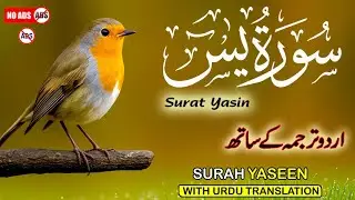 Surah Yaseen with Urdu & Hindi Translation | Soothing Recitation by Qari Ismail Al Nouri | Epi 310