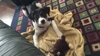 Limited Activity After Castration