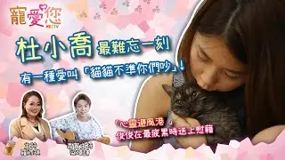 ［寵愛您］杜小喬 最難忘一刻 有一種愛叫「貓貓不準你們吵」！|  「心靈避風港 」俊俊在最疲累時送上慰藉 | EP46 | MBO TV