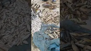 Sudu dasi mach#whiteboot #viral#fish