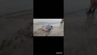 Green turtle | Rescue Mission | Part 1