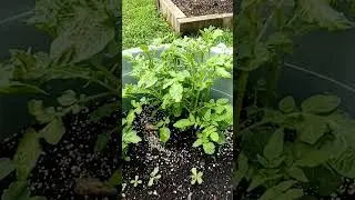 Old potatoes planted in a bucket for a fall harvest