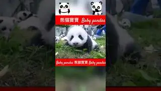 超萌熊貓寶寶新力軍 Newborn super cute baby pandas