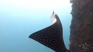 Snorkeling with an Eagle Ray at Mosquito Pier in Vieques