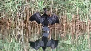 Mali Vranac Halietor,Pygmaeus , Pygmy Cormoran -- Birds of Croatia