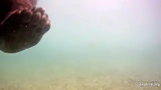 Cam Stomp   Explore.org July 21, 2019