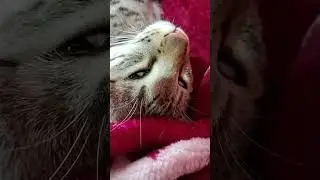 छोटल्या #cat 2:03 pm 30/1/26